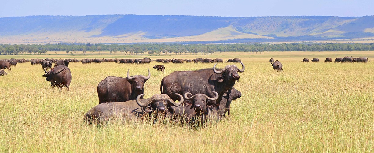 12 days east africa migration experience