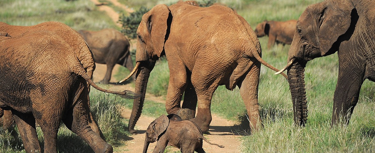 7 days big five experience