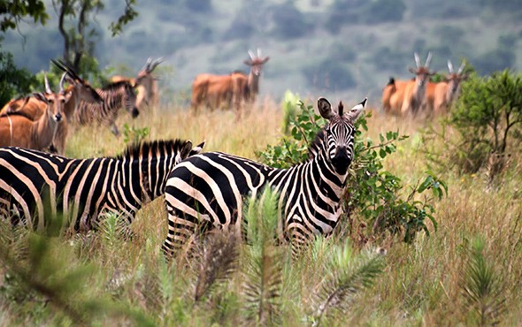 akagera national park