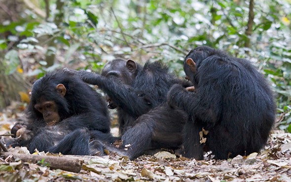 gombe stream national park