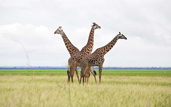 katavi national park