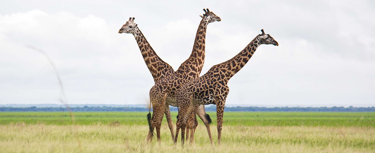 katavi national park