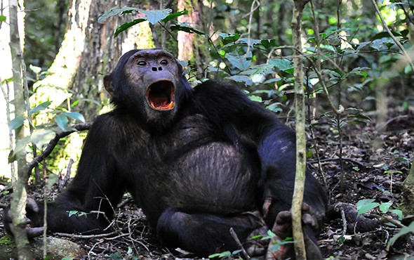 bwindi impenetrable national park