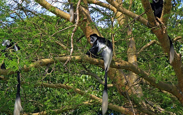 kibale forest national park
