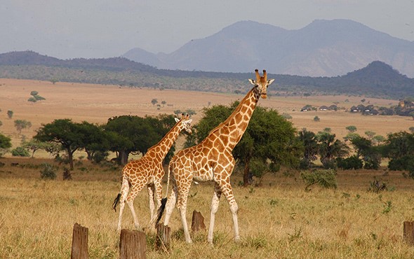 kipedo national park