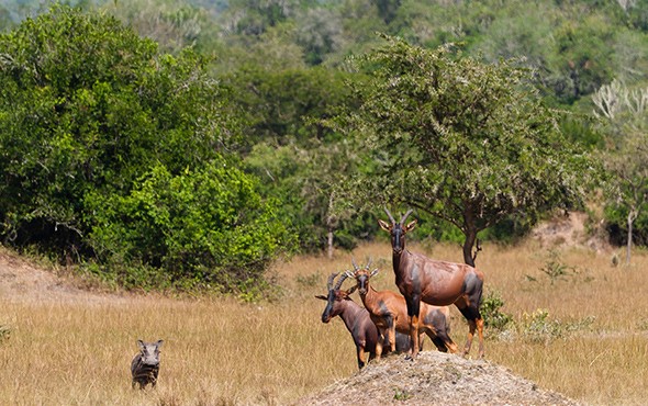 lake mburo national park