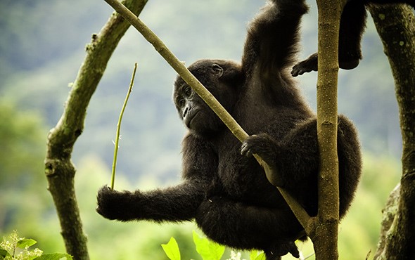 mgahinga national park