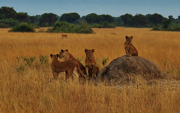 queen elizabeth national park