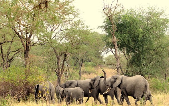 semuliki national park