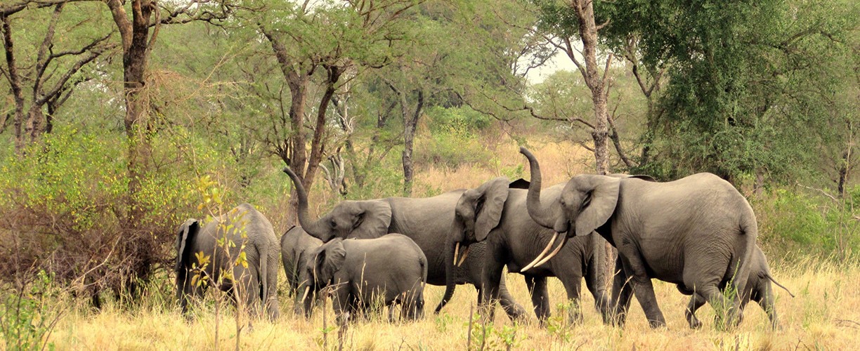 semuliki national park